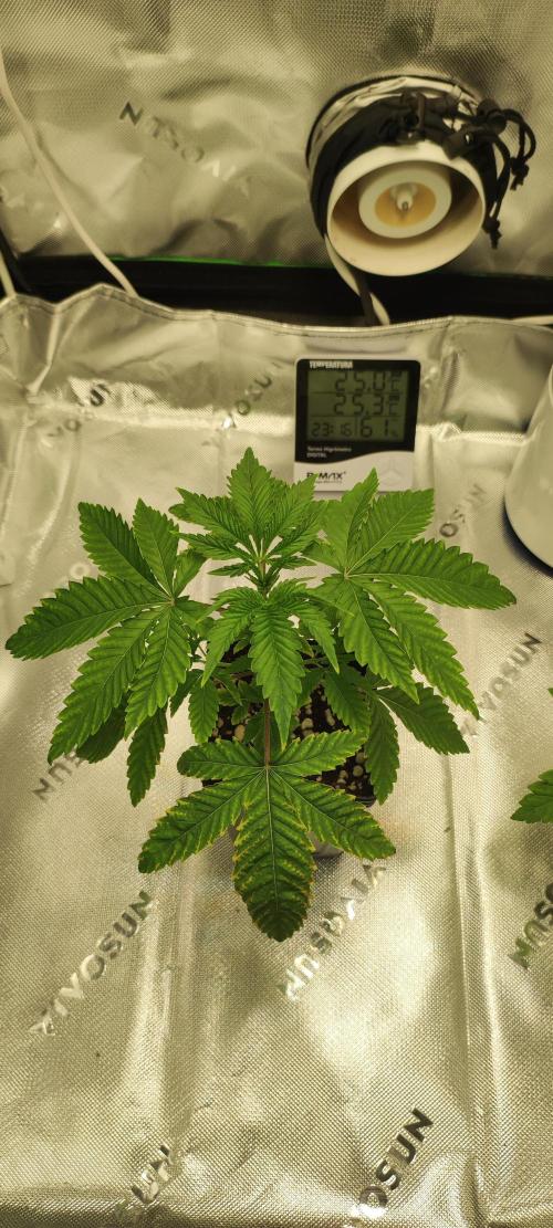 Mimosa. Week 2