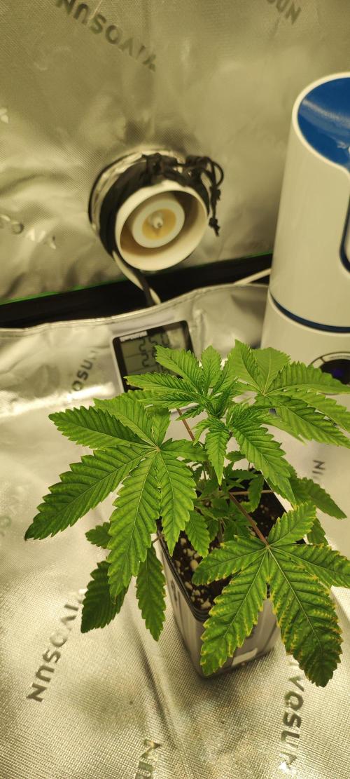 Mimosa. Week 2