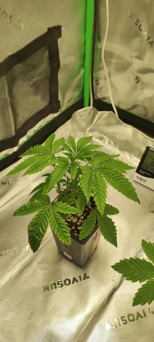 Mimosa. Week 2