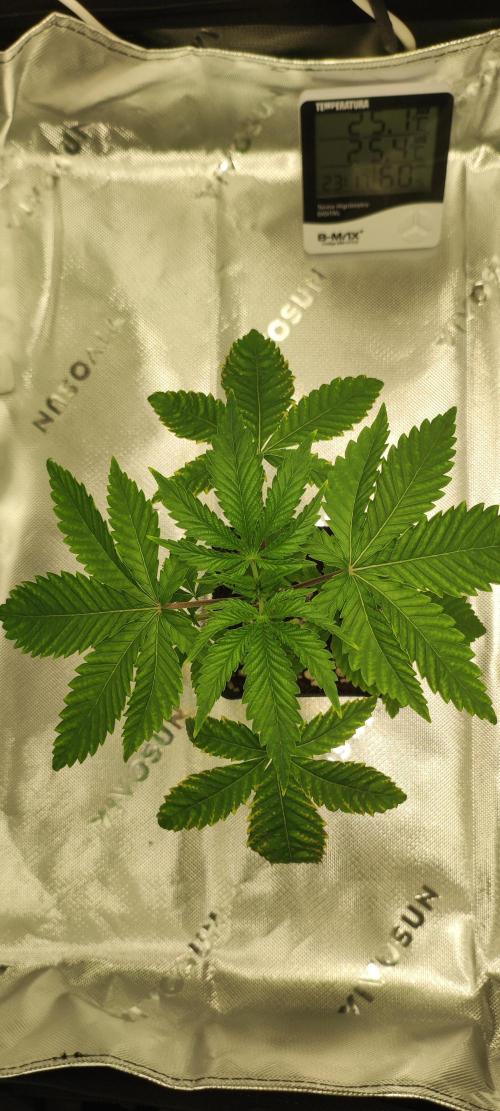 Mimosa. Week 2