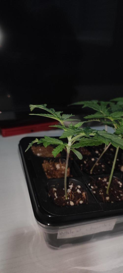 White Widow x Freakshow. Week 1