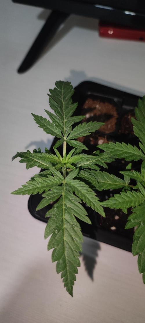 White Widow x Freakshow. Week 1
