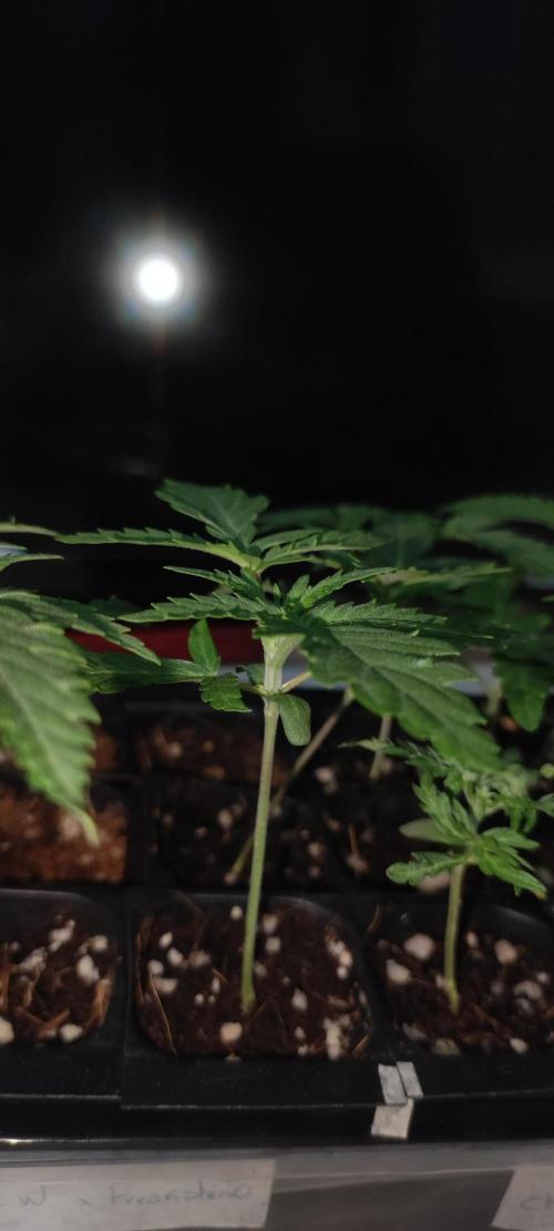 White Widow x Freakshow. Week 1