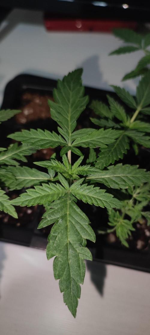 White Widow x Freakshow. Week 1