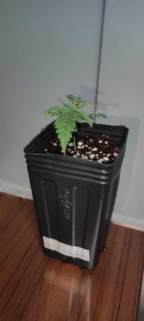 White Widow x Freakshow. Week 1