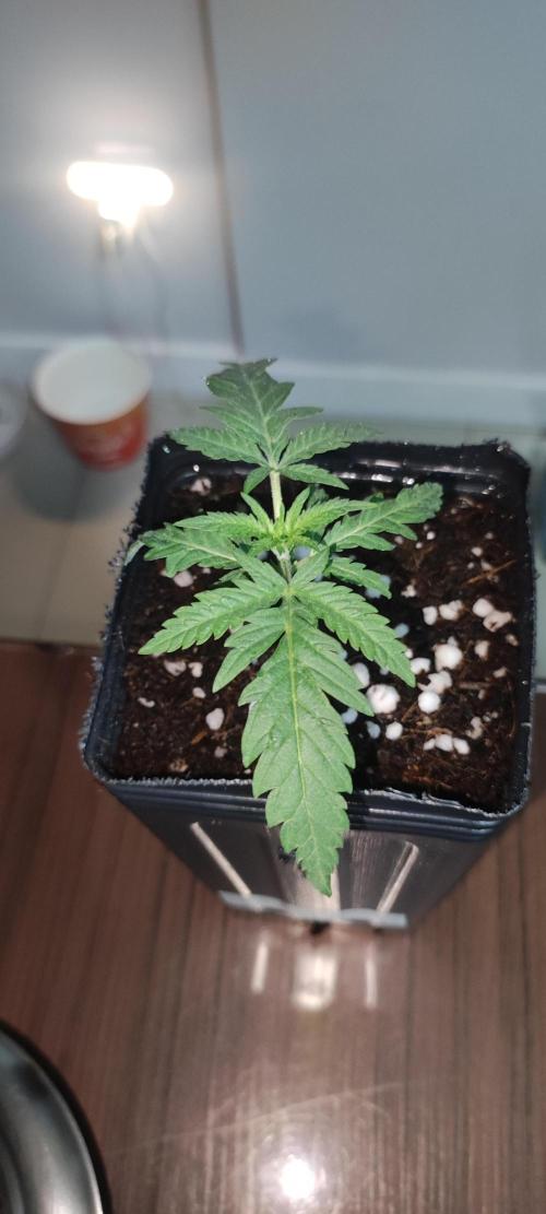 White Widow x Freakshow. Week 1