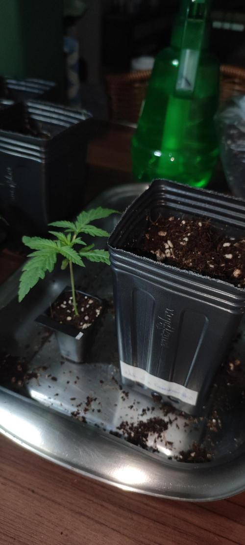 White Widow x Freakshow. Week 1