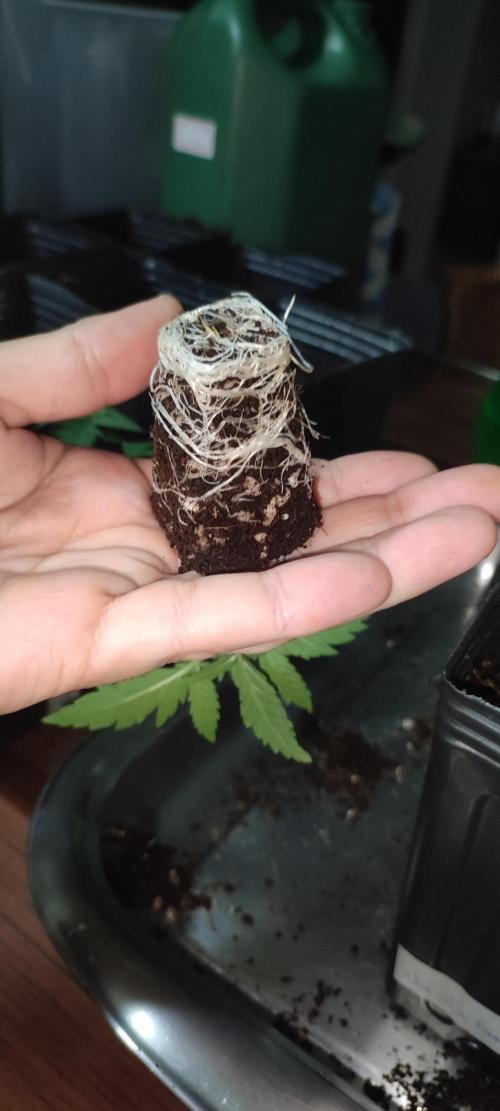 White Widow x Freakshow. Week 1