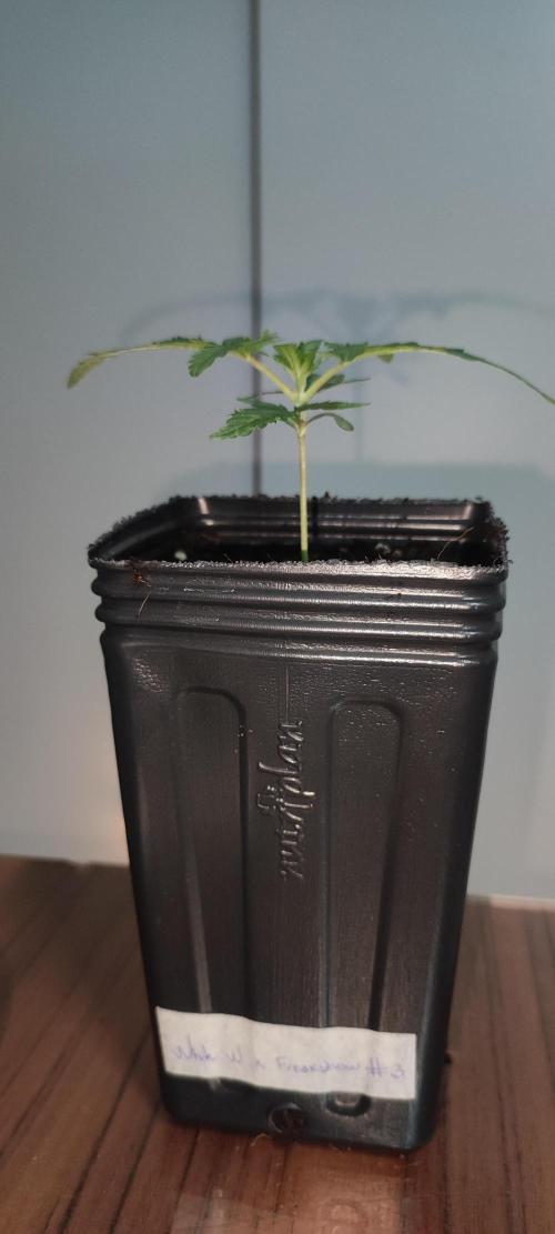 White Widow x Freakshow. Week 1