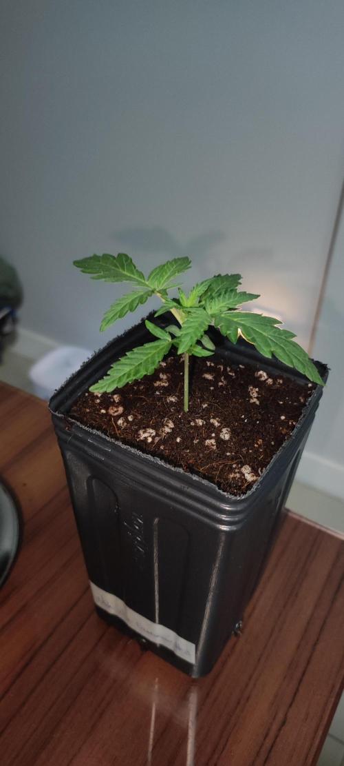 White Widow x Freakshow. Week 1