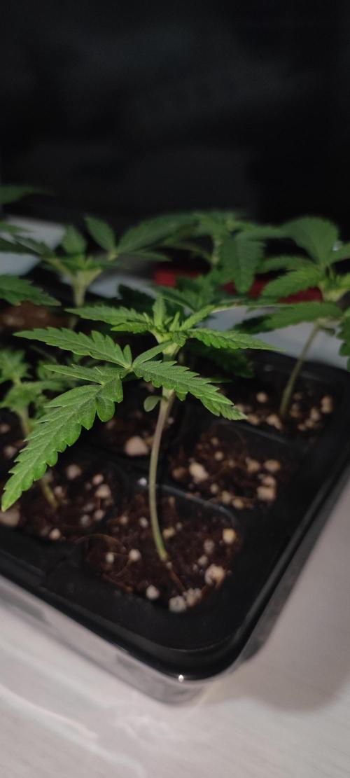 Cheese. Week 1