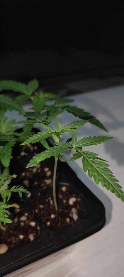 Cheese. Week 1
