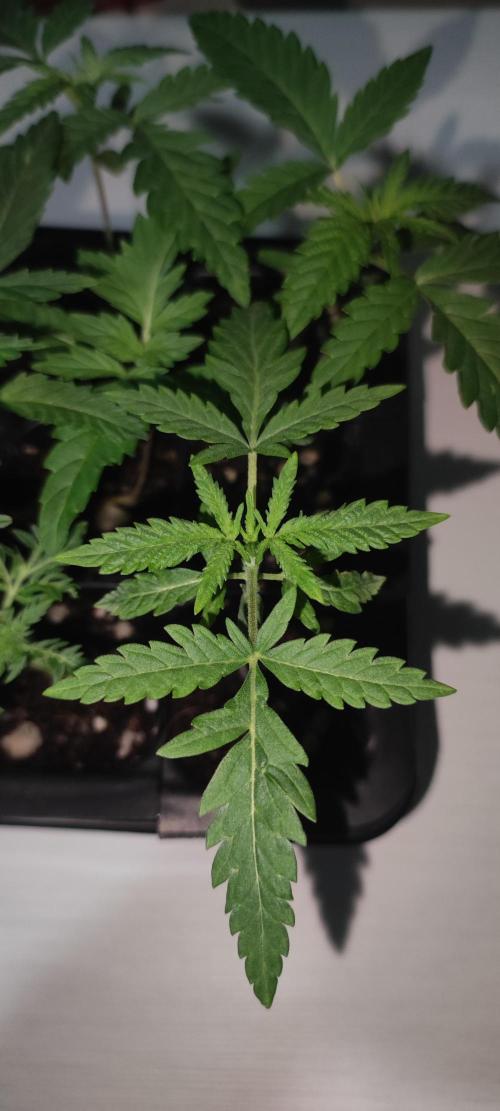 Cheese. Week 1