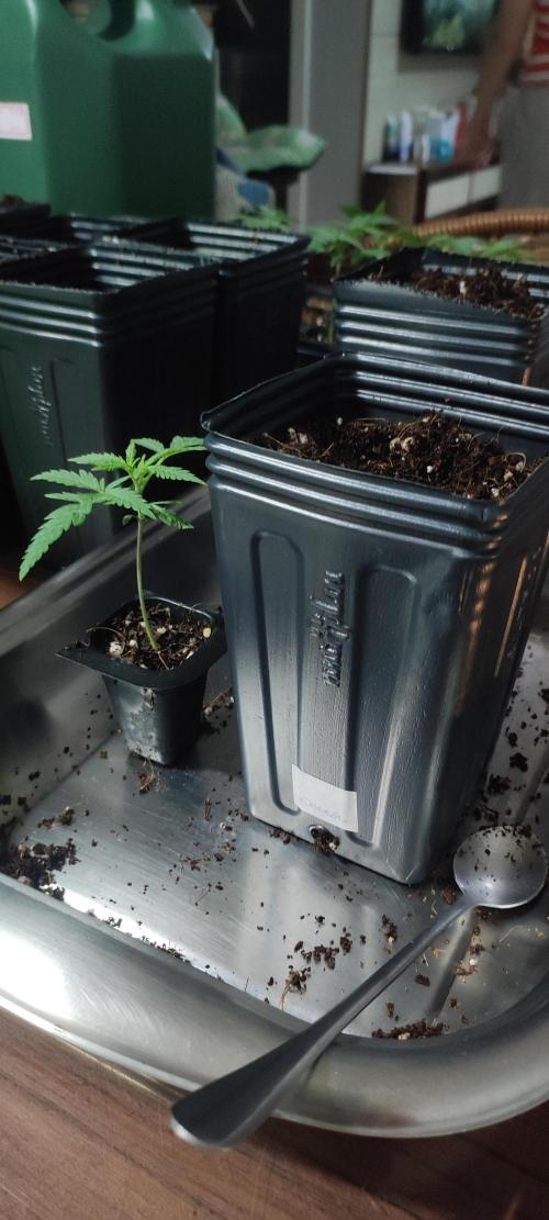 Cheese. Week 1