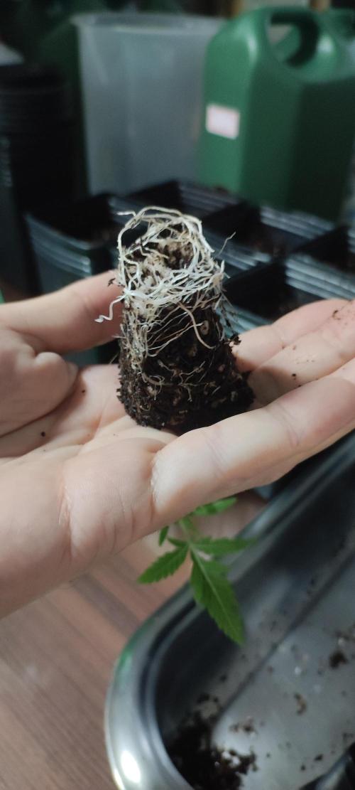 Cheese. Week 1