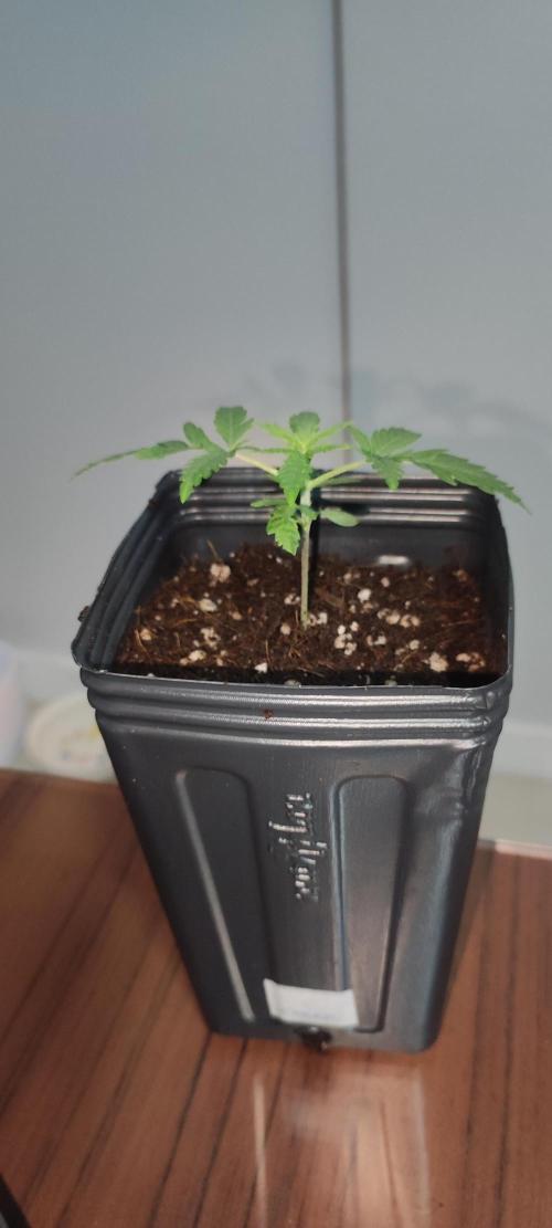 Cheese. Week 1