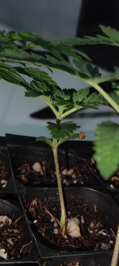 Lambeijax #3. Week 1
