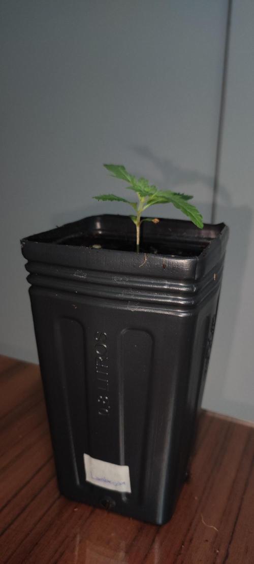 Lambeijax #3. Week 1