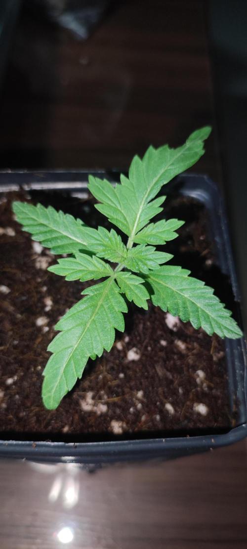 Lambeijax #3. Week 1
