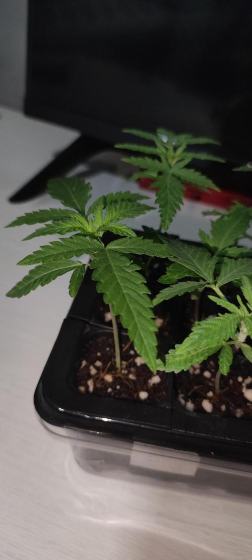 Julieta. Week 1