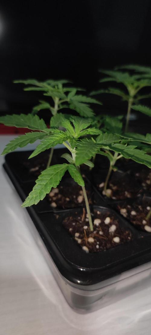 Julieta. Week 1