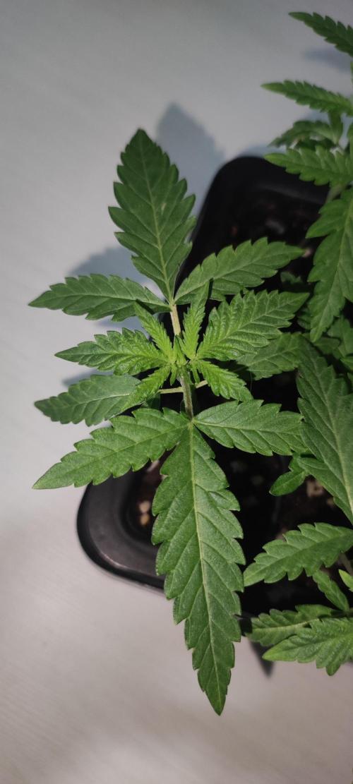 Julieta. Week 1
