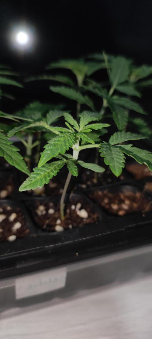 Julieta. Week 1