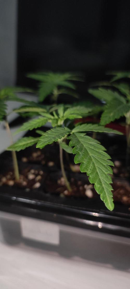 Julieta. Week 1