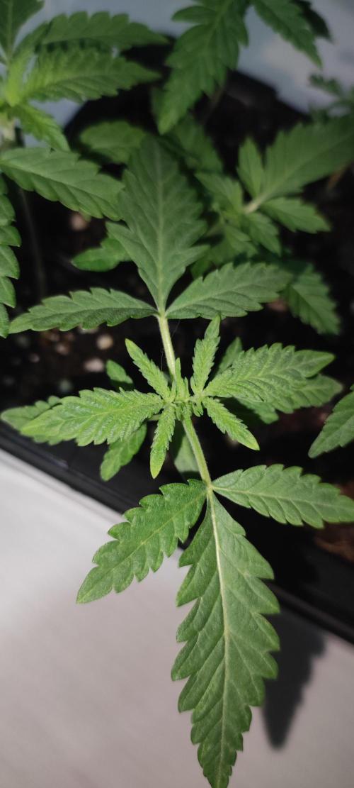 Julieta. Week 1