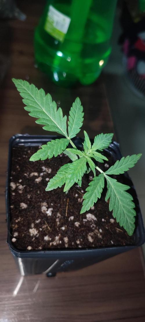Julieta. Week 1