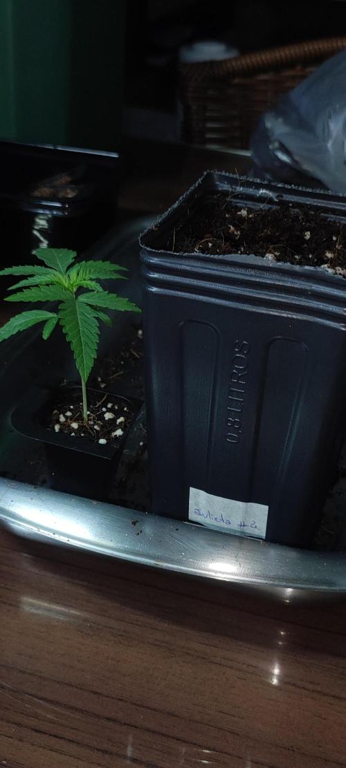 Julieta. Week 1