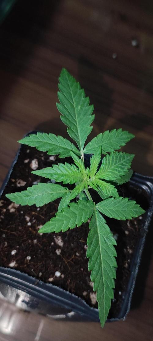 Julieta. Week 1