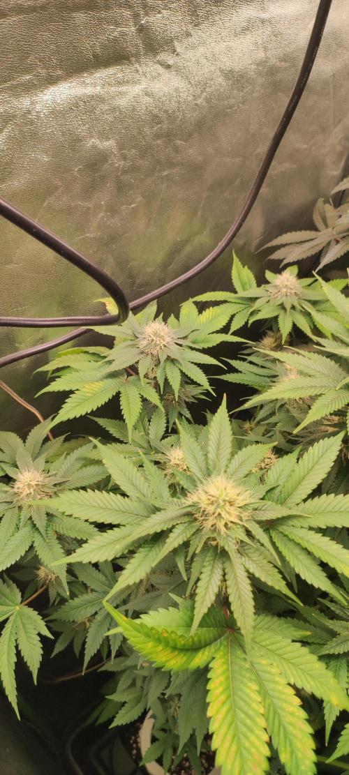 Zkittlez. Week 9