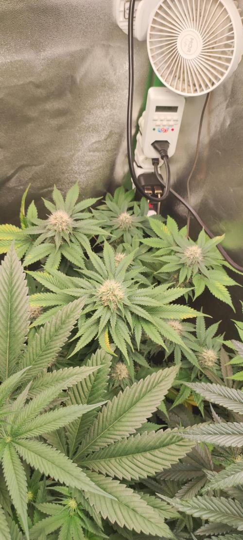 Zkittlez. Week 9