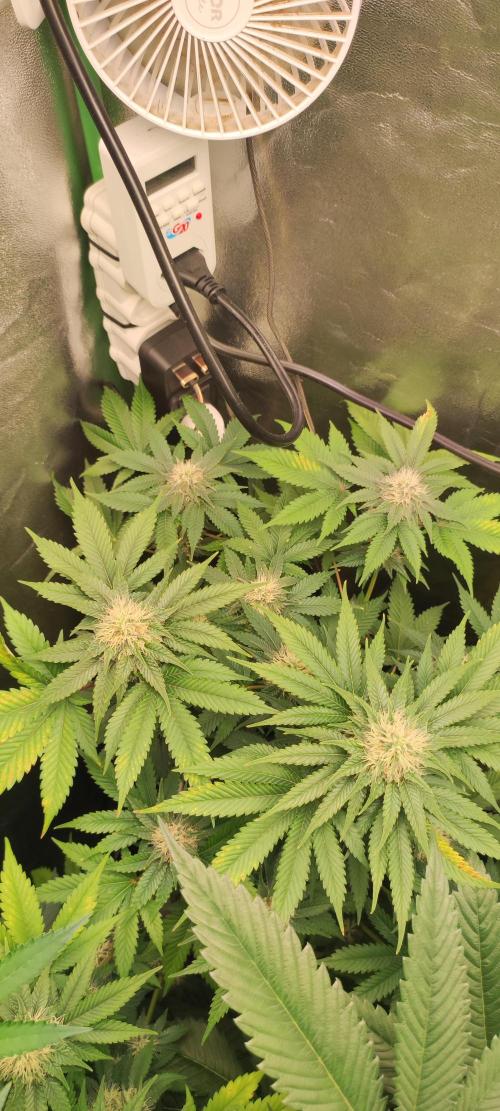 Zkittlez. Week 9