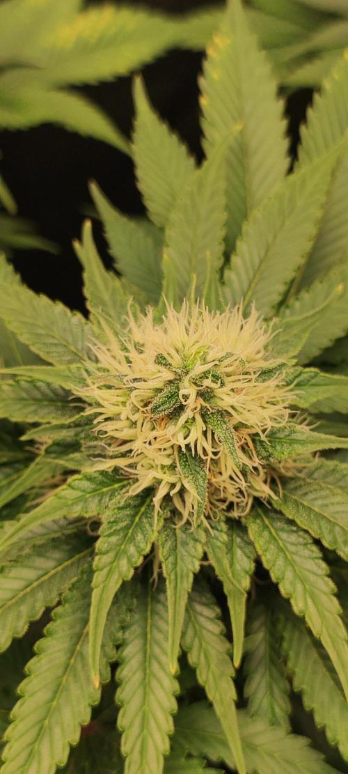 Zkittlez. Week 9