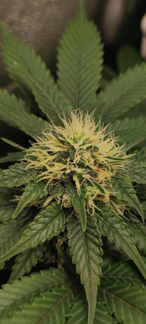 Zkittlez. Week 9