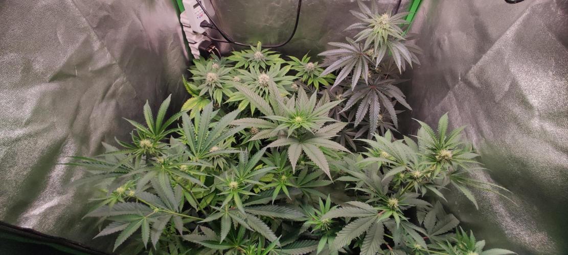 Zkittlez. Week 9
