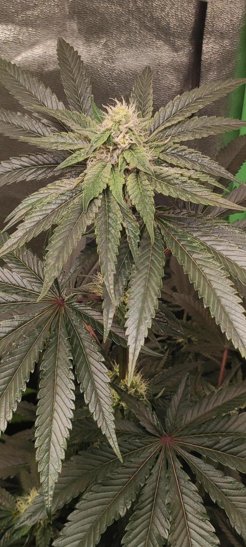 White Widow. Week 9