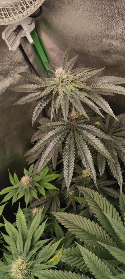 White Widow. Week 9