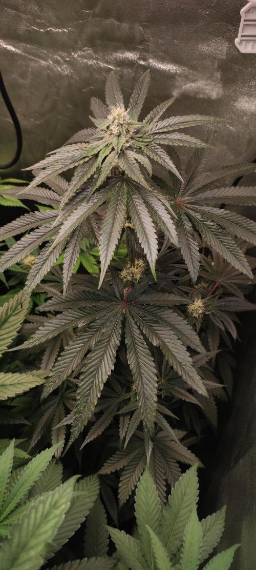 White Widow. Week 9