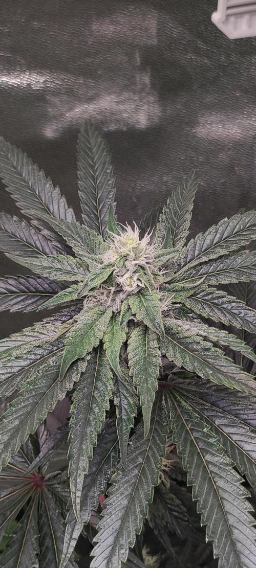 White Widow. Week 9
