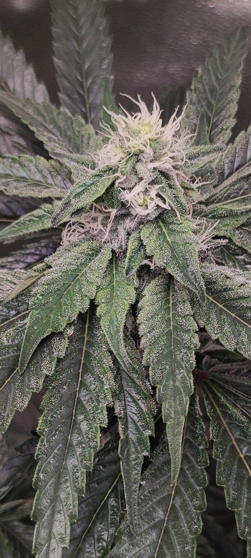 White Widow. Week 9