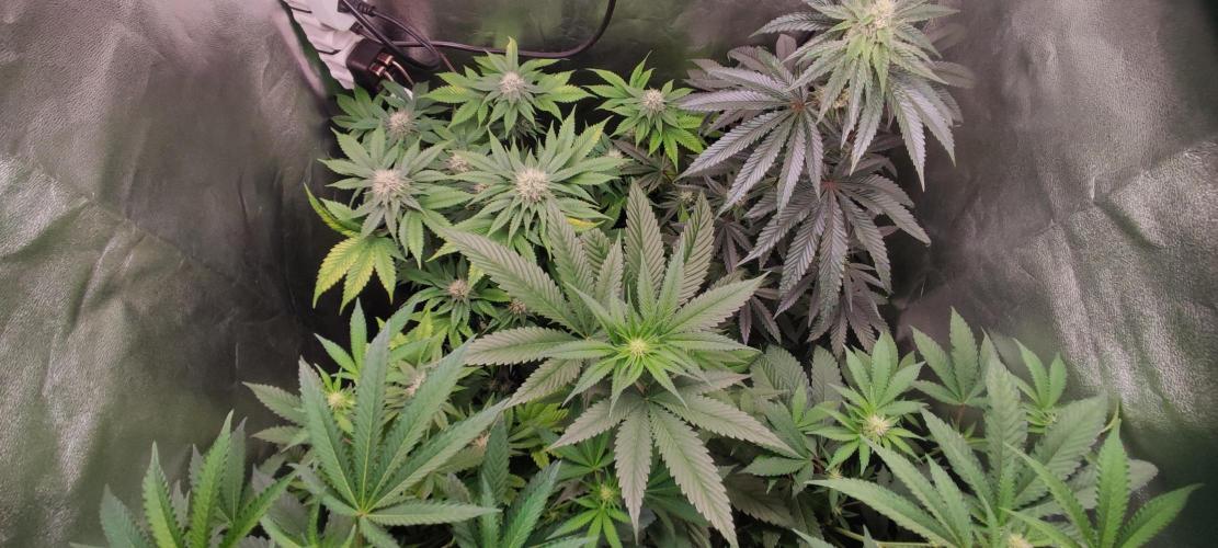 White Widow. Week 9