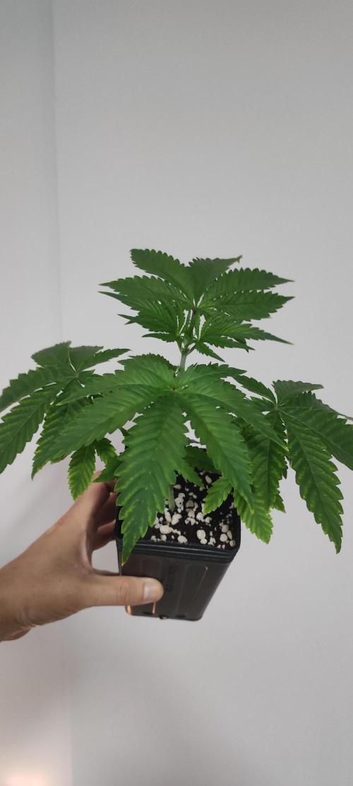 Mimosa. Week 3