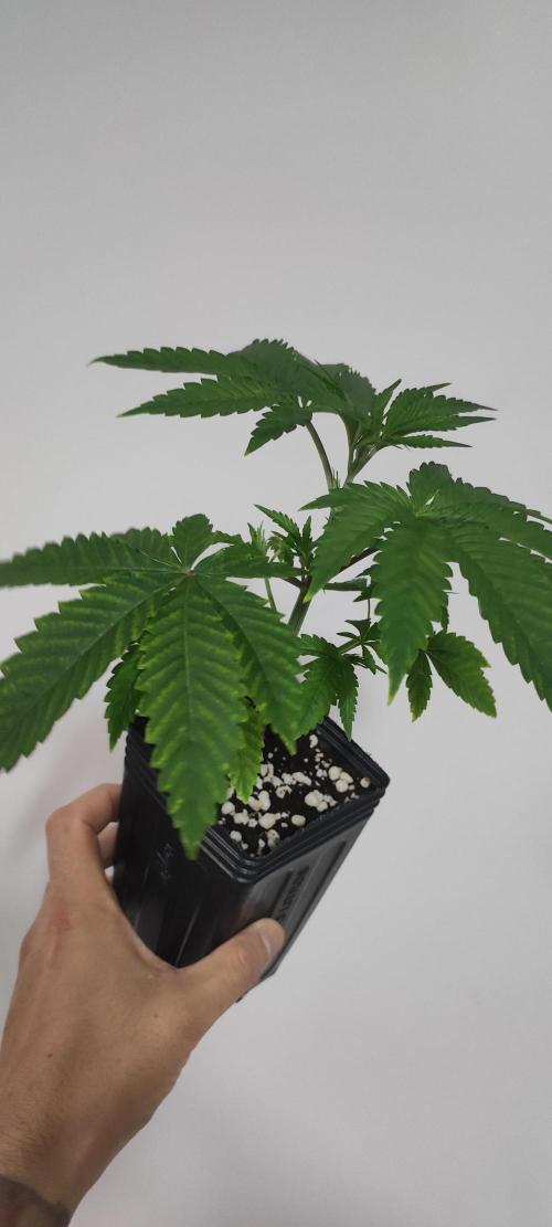 Mimosa. Week 3