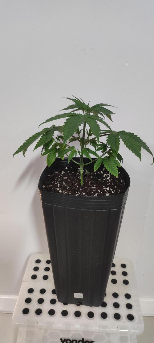 Mimosa. Week 3