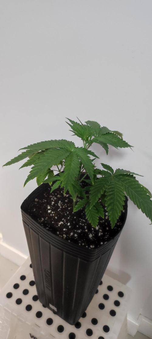Mimosa. Week 3