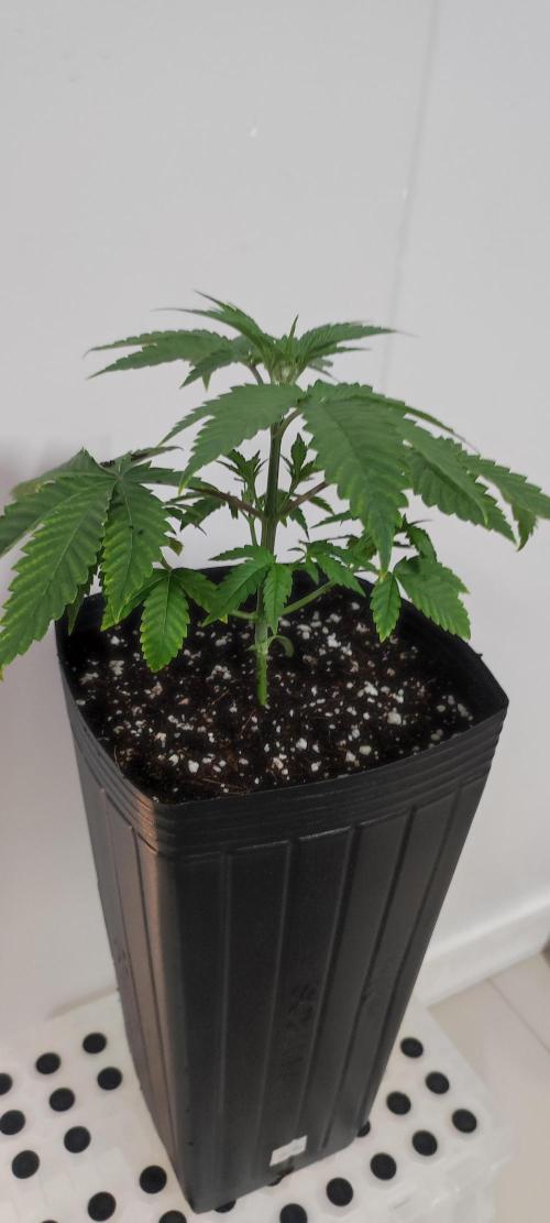 Mimosa. Week 3