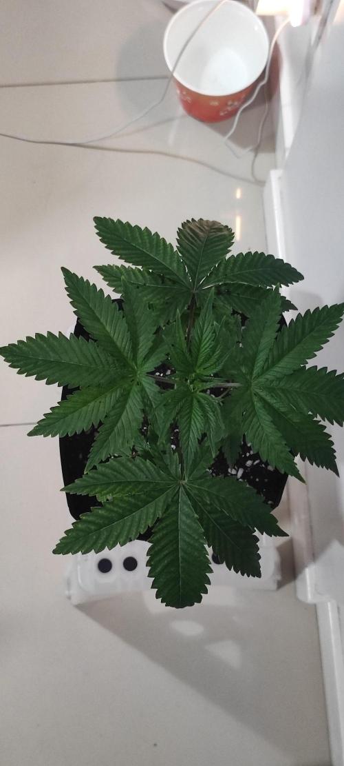 Mimosa. Week 3